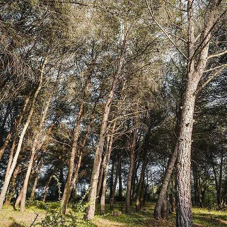19 Secolo - Trulli Con Foresta, Bici E Barbecue